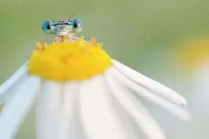 Asterales Prints: RF - White-legged damselfly (Platycnemis pennipes) peering over Oxeye daisy (Leucanthemum vulgare) flower