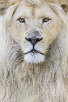 Animal Hair Gallery: RF - White lion (Panthera leo) male, portrait of head. Captive, Netherlands