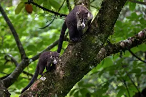 Agile Prints: RF - White-nosed coati (Nasua narica) with juvenile climbing in a tree in rainforest