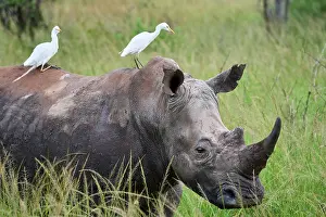 Buff Backed Heron Prints: RF - White rhinoceros (Ceratotherium simum) male