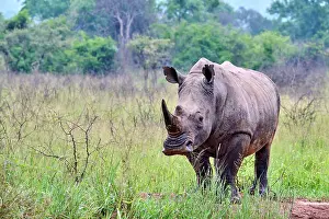 East Africa Prints: RF - White rhinoceros (Ceratotherium simum) male
