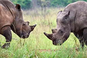 Face To Face Prints: RF - Two White rhinoceros (Ceratotherium simum) males