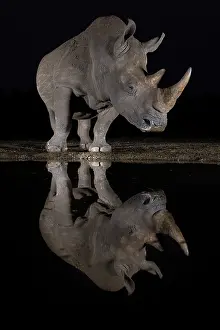Water Hole Prints: RF - White rhinoceros (Ceratotherium simum) standing at water's edge at night