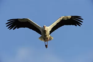 RF- White stork (Ciconia ciconia) in flight, La Serena, Extremadura, Spain. March
