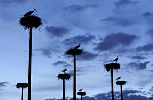 Images Dated 6th April 2009: RF- White storks (Ciconia ciconia) nesting on poles erected by the city of Caceres in Extremadura