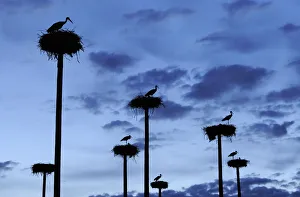 Storks Prints: RF- White storks (Ciconia ciconia) nesting on poles erected by the city of Caceres in Extremadura