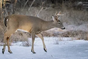 Odocoileus Prints: RF - White-tailed deer (Odocoileus virginianus) buck walking on an icy beaver pond