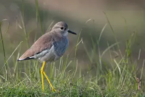 Crested Plover Prints: RF - White-tailed lapwing (Vanellus leucurus) portrait