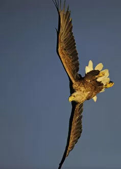 RF- White-tailed Sea Eagle (Haliaeetus albicilla) turning in flight, Flatanger, Norway