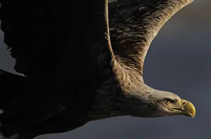 RF- White tailed sea eagle (Haliaeetus albicilla) in flight, Flatanger, Norway, June
