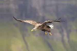 Rf17q1 Prints: RF- White tailed sea eagle (Haliaeetus albicilla) in flight, Portree, Skye, Inner Hebrides