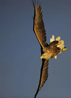 Rf16q4 Prints: RF- White-tailed Sea Eagle (Haliaeetus albicilla) turning in flight, Flatanger, Norway