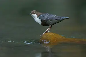 Southern Europe Prints: RF - White-throated dipper (Cinclus cinclus) perched on a river stone