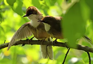 Uttarakhand Prints: RF - Two White-throated laughingthrushes (Pterorhinus albogularis) perched side by side on a branch