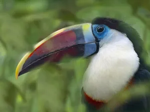 Ramphastidae Prints: RF - White-throated toucan (Ramphastos tucanus) captive, occurs in South America