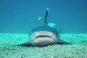 Trianodon Obesus Prints: RF - White tip reef shark (Triaenodon obesus) resting on sea floor