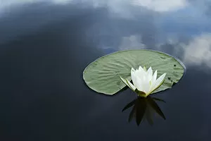 Images Dated 29th May 2012: RF- White water lily (Nymphaea alba) on calm water, Danube delta rewilding area, Romania