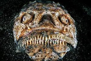 Scary Prints: RF - Whitemargin stargazer (Uranoscopus sulphureus) emerging from black volcanic sand on seabed at night