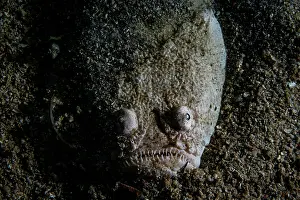 RF - Whitemargin stargazer (Uranoscopus sulphureus) portrait, North Sulawesi, Indonesia, Pacific Ocean. (This image may be licensed either as rights managed or royalty free.)