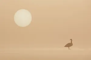 RF- Whooper Swan (Cygnus cygnus) standing on frozen loch at dawn in winter. Loch Insh, Cairngorms National Park, Scotland, UK