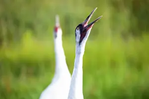 Gruidae Prints: RF - Whooping cranes (Grus americana) pair
