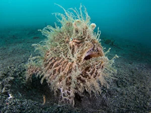 Alien Appearance Gallery: RF- Wide angle portrait of Hairy frogfish (Antennarius striatus) waiting to ambush