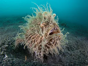 RF- Wide angle portrait of Hairy frogfish (Antennarius striatus) waiting to ambush