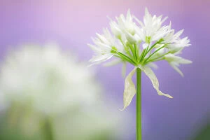 Allium Longipetiolatum Gallery: RF - Wild garlic (Allium ursinum) flower close-up, Lanhydrock woodland, Cornwall, UK
