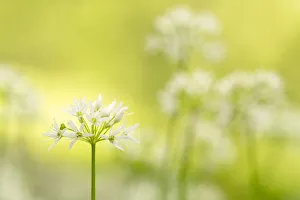 Ramsons Prints: RF - Wild garlic / Ramson flowerts (Allium ursinum) Valency Valley