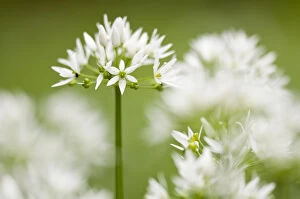 Allium Longipetiolatum Gallery: RF- Wild garlic / Ramsons (Allium ursinum) flowering in woodland, Cornwall, England