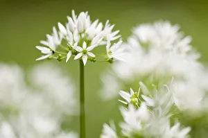 Ramsons Prints: RF- Wild garlic / Ramsons (Allium ursinum) flowering in woodland, Cornwall, England