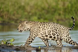 Animals In The Wild Gallery: RF- Wild male Jaguar (Panthera onca palustris) running through shallows of backwater