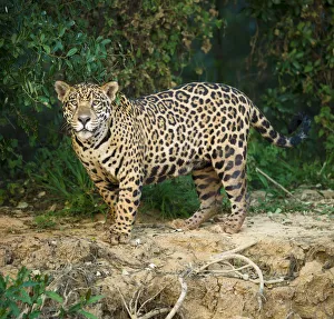 RF- Wild male Jaguar (Panthera onca palustris) along the bank of the Cuiaba River