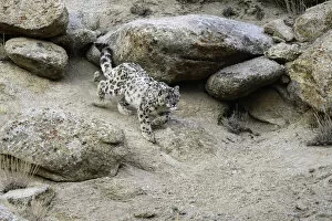 RF - Wild Snow leopard (Panthera uncia) stalking prey over broken rocky terrain. Ladakh Range