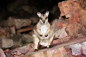 Marsupialia Prints: RF - Wilkins rock wallaby (Petrogale wilkinsi) female with a joey hidden in pouch