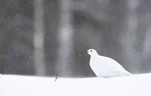 Winter Plumage Prints: RF - Willow grouse (Lagopus lagopus) in a snow blizzard