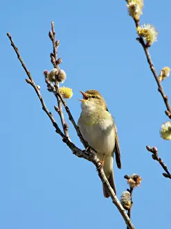 Spring Prints: RF - Willow warbler (Phylloscopus trochilus) perched in Willow tree singing