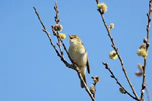 Spring Prints: RF - Willow warbler (Phylloscopus trochilus) perched in Willow tree singing