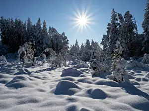 Natural Light Prints: RF - Winter scene with trees in snow on moorland with bright sunshine