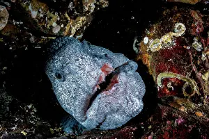 Vancouver Island Prints: RF - Wolf eel (Anarrhichthys ocellatus) peering out from reef