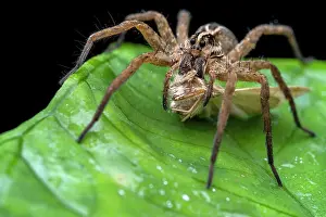 Araneae Prints: RF - Wolf spider (Schizocosa sp)