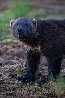 Wilderness Prints: RF - Wolverine (Gulo gulo) portrait