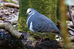 Pigeon Prints: RF - Wonga pigeon (Leucosarcia picata) perched on branch