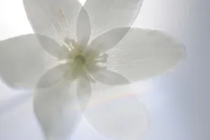 Images Dated 10th May 2009: RF- Wood anemone (Anemone nemorosa) flower, Kallhall, Uppland, Sweden. May