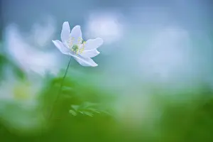 Ranunculaceae Prints: RF - Wood anemone (Anemone nemorosa) in flower