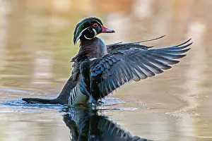 Anatidae Prints: RF - Wood duck (Aix sponsa) male in breeding plumage