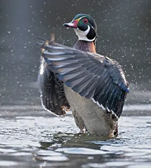 Anatidae Prints: RF - Wood duck (Aix sponsa) male in breeding plumage