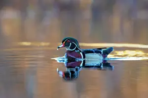 Drakes Prints: RF - Wood duck (Aix sponsa) male in breeding plumage swimming on a beaver pond at sunrise