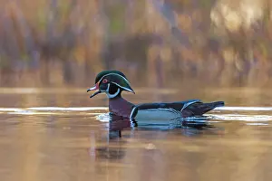 Drakes Prints: RF - Wood duck (Aix sponsa) male in breeding plumage swimming on a beaver pond at sunrise