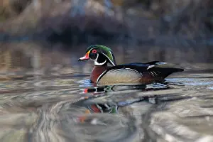 Anatidae Prints: RF - Wood duck (Aix sponsa) male in breeding plumage on water